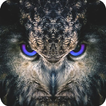 Night Owl Wallpaper