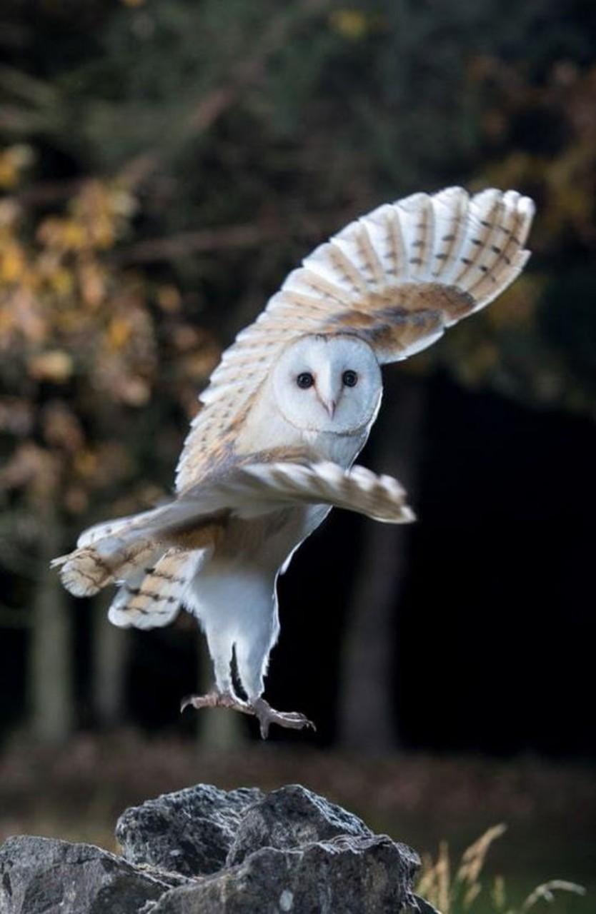 Night Owl Wallpaper For Android Apk Download