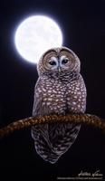 Night Owl Wallpaper capture d'écran 2