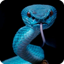 Snake Wallpaper APK