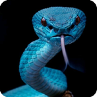 Snake Wallpaper Zeichen