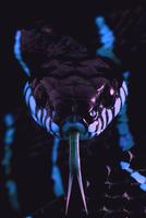 Snake Wallpaper Plakat