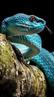 Snake Wallpaper Screenshot 1