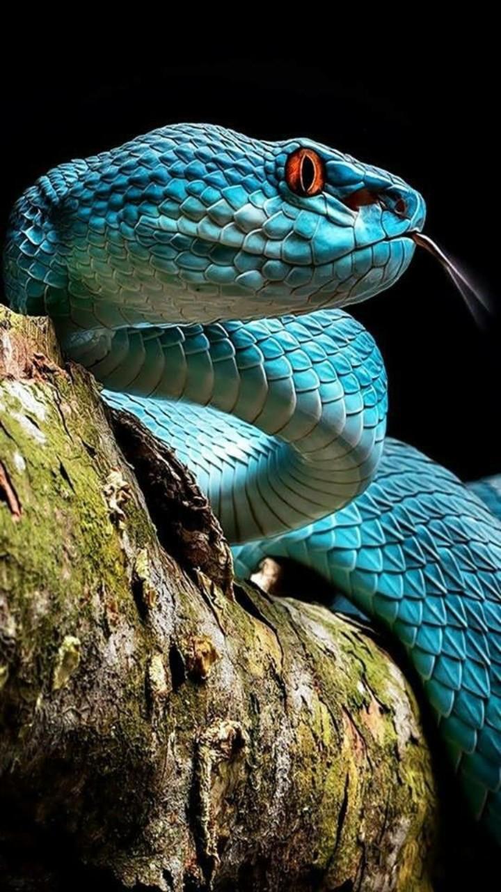 Snake Wallpaper For Android Apk Download Snake Wallpaper For Android Apk Download