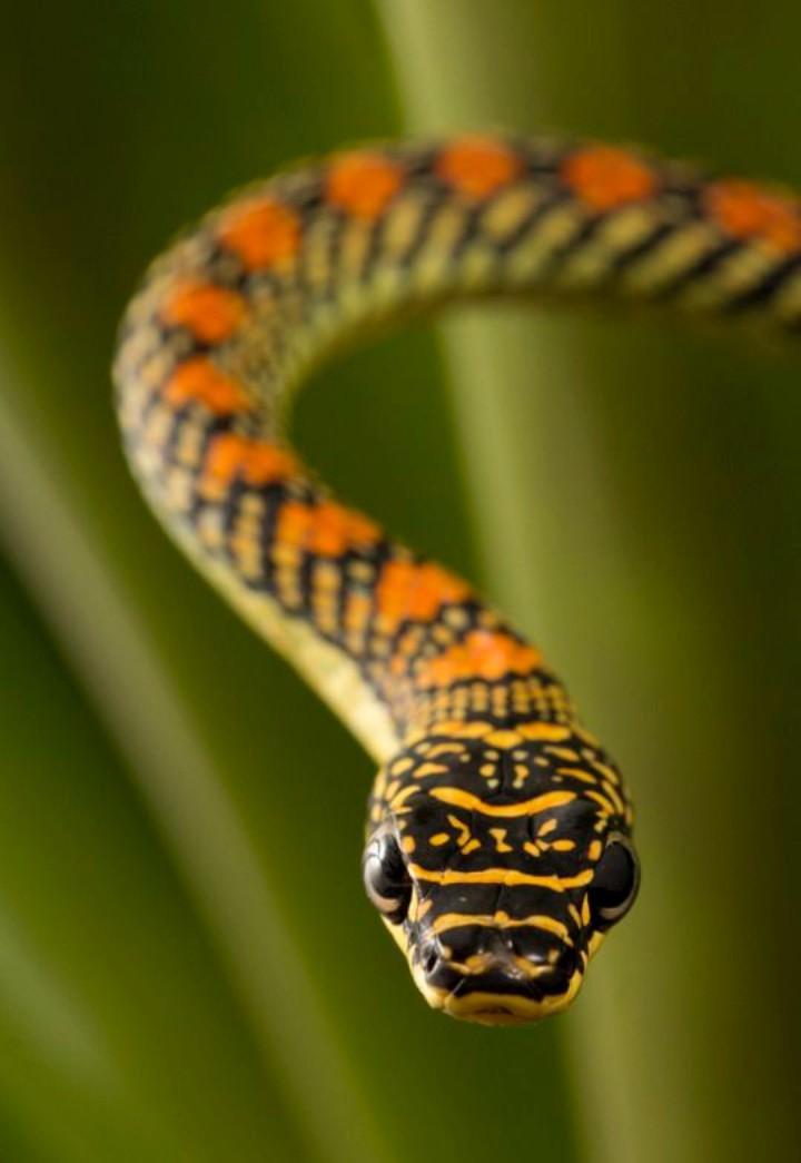 Украшенная змея. Chrysopelea Paradisi змея. Chrysopelea taprobanica. Chrysopelea Ornata. Райская украшенная змея.