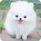 Cute Dogs Wallpaper ikona