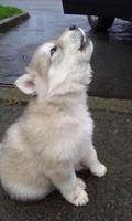Cute Dogs Wallpaper Screenshot 3