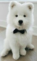 Cute Dogs Wallpaper Plakat