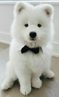 Cute Dogs Wallpaper الملصق