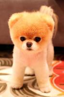 Cute Dogs Wallpaper Screenshot 1