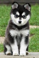 Cute Dogs Wallpaper Screenshot 2