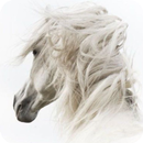 Horse Wallpaper APK