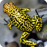 Poison Frog Wallpaper