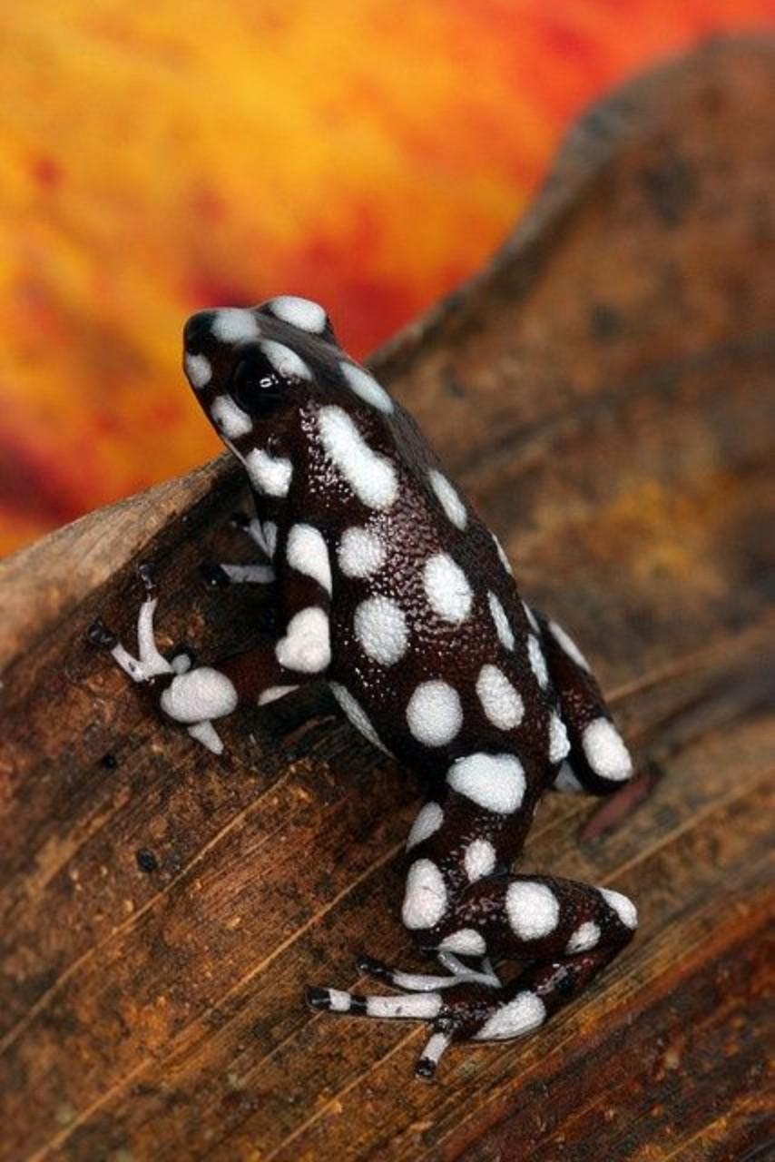 Android 用の Poison Frog Wallpaper Apk をダウンロード