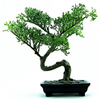 Bonsai Wallpaper 아이콘