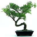 Bonsai Wallpaper APK