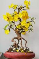 Bonsai Wallpaper 스크린샷 3
