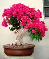 Bonsai Wallpaper 포스터
