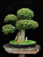 Bonsai Wallpaper 스크린샷 1