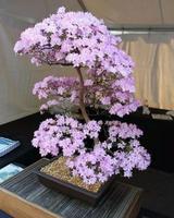 Bonsai Wallpaper 스크린샷 2