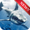 Shark Wallpaper APK