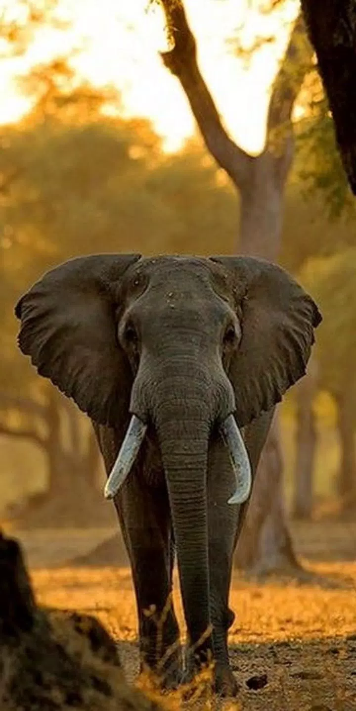 Elephant Wallpaper APK for Android Download Elephant Wallpaper APK for Android Download