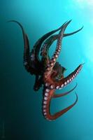 Octopus Wallpaper ảnh chụp màn hình 3
