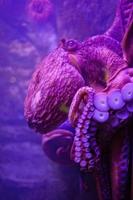 Octopus Wallpaper ảnh chụp màn hình 1