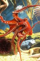 Octopus Wallpaper ảnh chụp màn hình 2