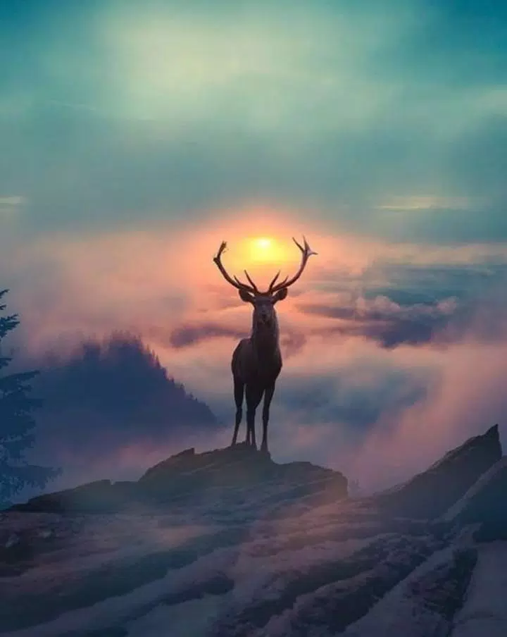 Deer Wallpaper APK for Android Download Deer Wallpaper APK for Android Download