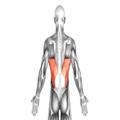 Lats Exercises and Stretches