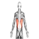 Lats Exercises and Stretches