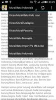 Kicau Murai IndoMlay スクリーンショット 3