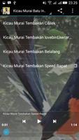Kicau Murai IndoMlay スクリーンショット 1