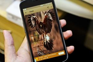 Bird Hunting All Birds Sounds/Calls In One App. capture d'écran 3