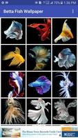 3 Schermata Betta Fish Wallpaper