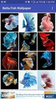 1 Schermata Betta Fish Wallpaper