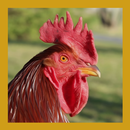 Chicken Rooster Sounds APK