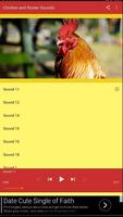 Chicken Rooster Sounds الملصق