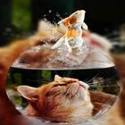 Cats Cute's Wallpapers icono