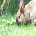 Cute's Rabbit Wallpapers