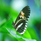 Beautyful Butterfly Wallpapers icon