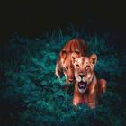 Great Lion Wallpapers icono