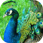 Peacock Wallpapers icon