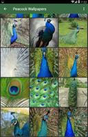 Peacock Wallpapers ภาพหน้าจอ 3