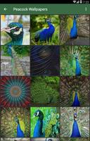 Peacock Wallpapers تصوير الشاشة 1