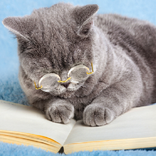 Cat intelligence test