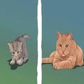 Take care of your cat