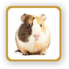 Hamster Sounds icon