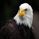 Eagle HD Wallpaper APK